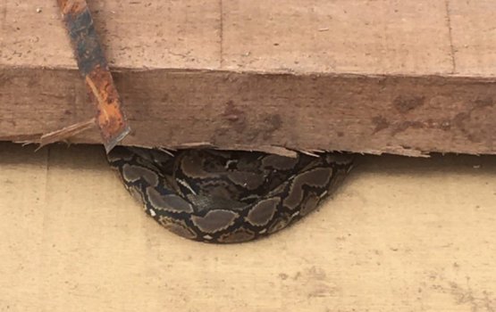 Kulhudhuffushin harufaeh fenijje