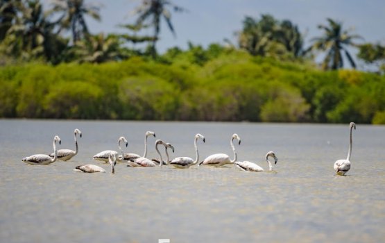 Gudugudaa dhooneege haalu dheravejje