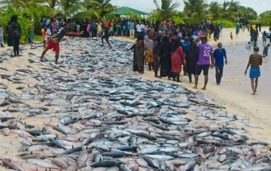 Dhihdhoo ah raagondi aineh