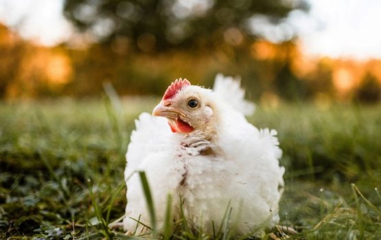 Japan gai fini moosumaa dhimaa koh dhooni roaga fethurenee