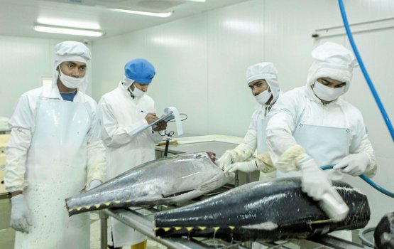 MIFCO in mas ganna agu bodu kurumun ENSIS in mas gathun huhtaalaifi