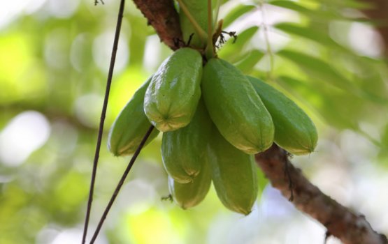 Bilimagu: Kaanvee hama ekani anga majalakah noon!