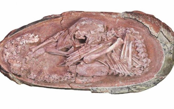 Gina aharu thakeh vandhen rahka kurevifaivaa dinasour biheh fenijje