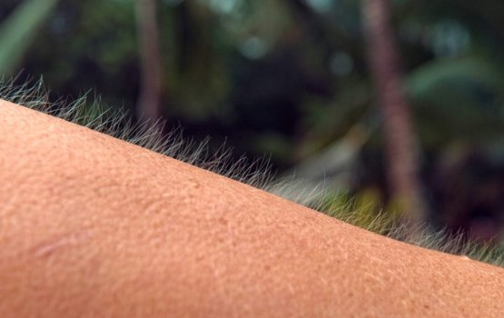 Gain heebihi naganee keehvegen kan engeytha?