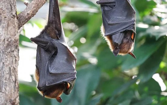 Aa corona virus akaa eku anehka ves pandemic ehge inzaaru dheefi