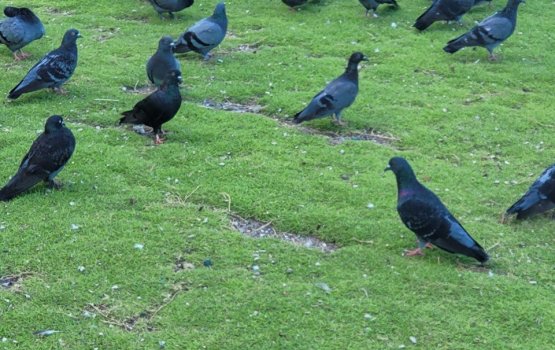 Gellunthah rangalhu kurumah fahu Jumhooree maidhaan alun hulhuvaane: Council