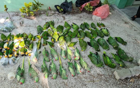 Dhoonithah maraali massalaige report eh hushahalhan angaifi