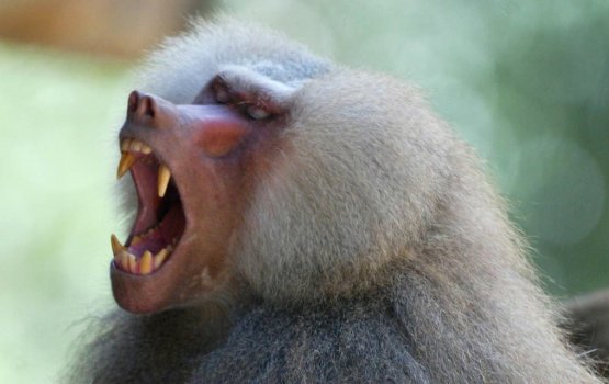 Geah raamamakunu thakeh vadhe hamalaa dheefi