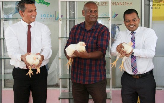 Addu gai kukulhu farm gaaimukon, dhirey kukulhu vikkan fashaifi