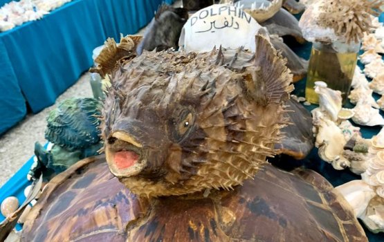 Dhuniyeyge enme furathama kandu adege dhirun thakuge dhaarul aasaaru Saudi Arabia gai!