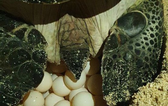 Male' ah rey eri velaa ge bis thah fee kuran kuda huraa ah gengosfi