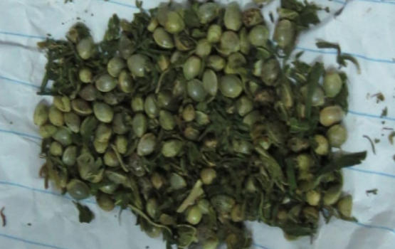 Raajje ai UK meehegge athun masthuva thakethi athulaigenfi