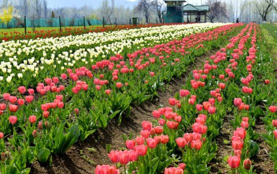 Asia ge enme bodu Tulip bageecha India gai!