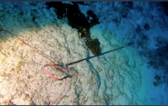 Saeed dive kuri sarahahdhu dive belt eh fenijje