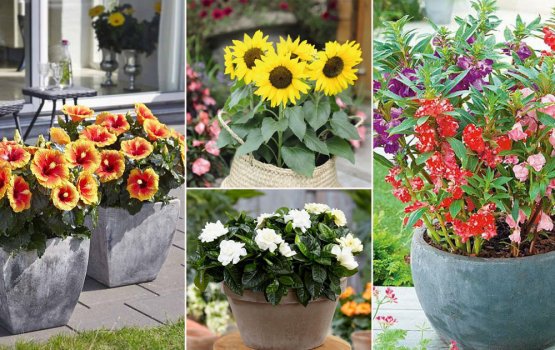 Vissaara moosumugai gas hehdhumah ehee eh!