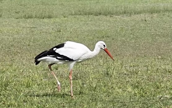 Raajjein kurin nufenna baavatheh ge dhoonyeh fenijje