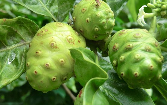 Ahivakun faruva libey baeh balithah!