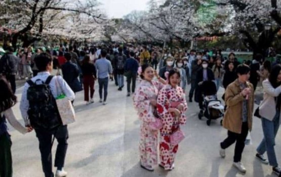 Japan gai online furahaara kurumakee adhabu libey kushakah hadhaifi