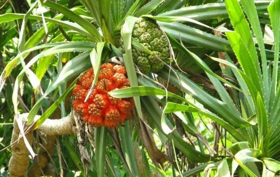 Kashi keyo: Nukai dhookohlaa vareh noon!