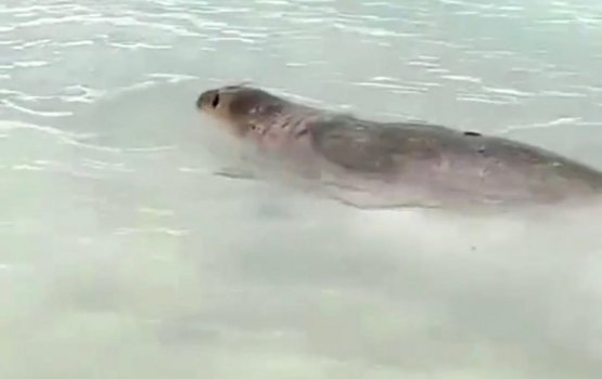 Hithadhoo in anekkaa ves seal eh fenijje