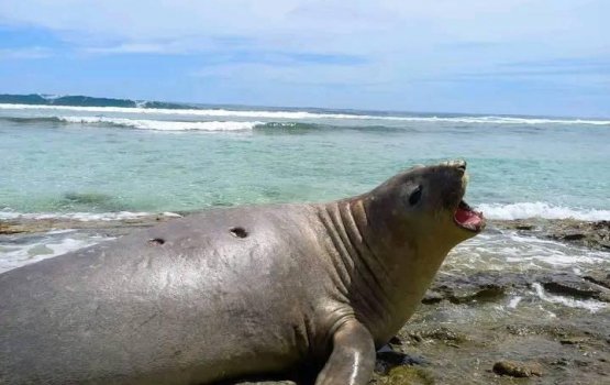 Seal monitor kuran volunteerun hoadhany