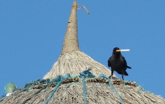 Raajjey gai cigarette boa kaalhu thakeh!