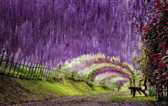 Miothee Japan ah dhaancee ithuru sababeh!