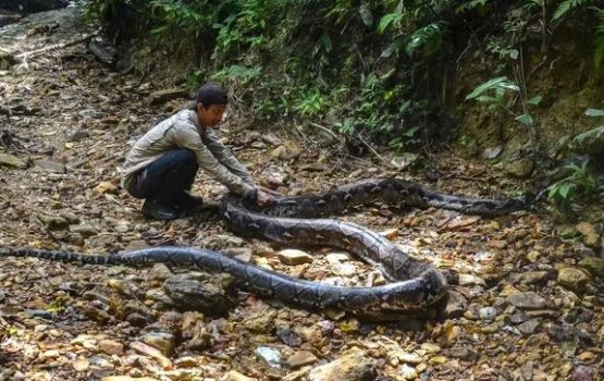 Harufa eh, jangayyah vai anhenaku kaalaifi