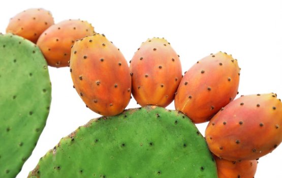 Nopal Cactus keumun vaanee kihineh?