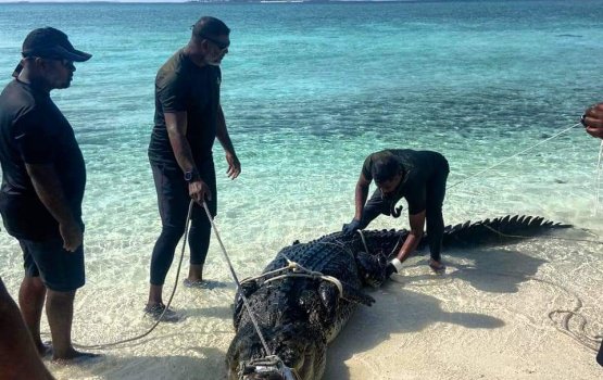 MNDF in kinboo hifaifi