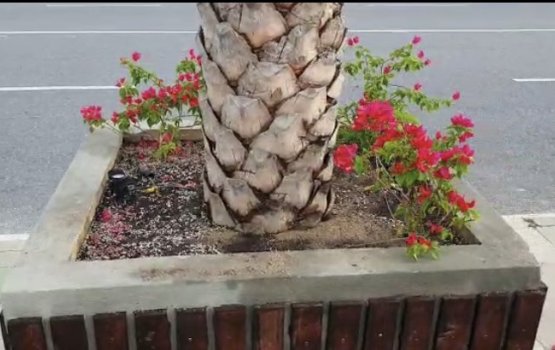 Beyrumagugai indhafai huri bougainvillea gasthah vagah nagaifi