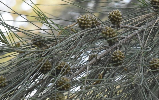 Jinni avalee fithuroanu gahegge koalhi akah thaureefu kurumun!