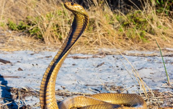 Mathindhaa boat ge seat dhashun fenunee vihagadha harufa eh!