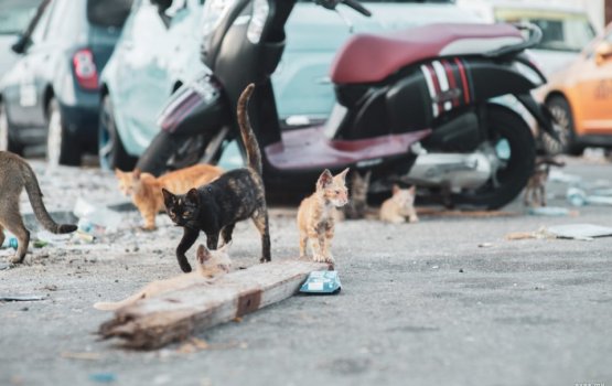 Male magumathee ulhey bulhaa thah nuvihaa goi hadhanee