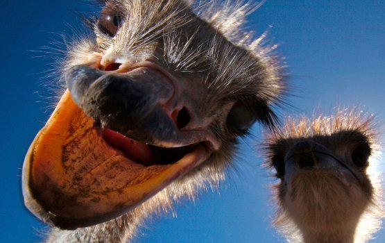 Ostrich thakeh emburemun nashaa video eh!