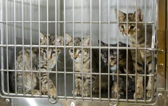 Bulhaa facility alhanee bulhaa neuter kurumah fahu faruvaa dhey gothah: City council