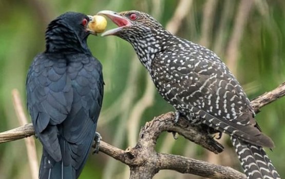 Koveli olhu kurun: Ei kaalhaa kuraa han'guraama eh 