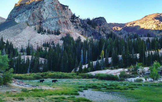 America ge Montana gai TikTok beynun kurun manaa kuranee