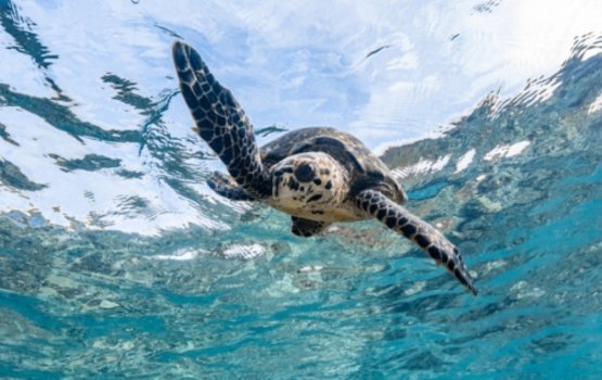 Velaa himaayai kurumuge program eh Ritz-Carlton Maldives, Fari Islands in fashaifi