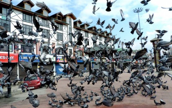 Gaumee salaamah vuthedhuvi 12 meehaku jalah 