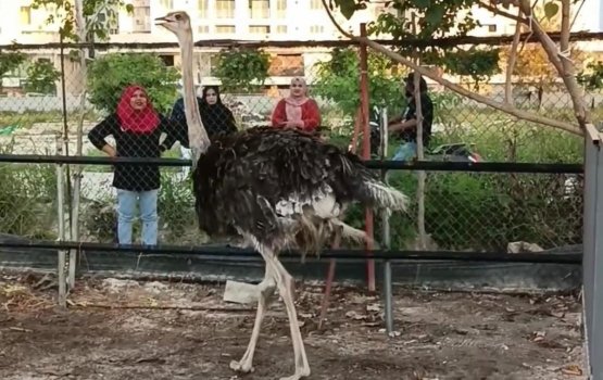 Hulhumale gai fai bindhaali ostrich maruvejje