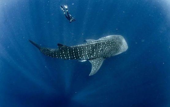 Fehurihi himaayaiy koh rakkaatherikurun environment rakkaatherikoh dhemehettumaa behey qaanoonu ge dhashah 