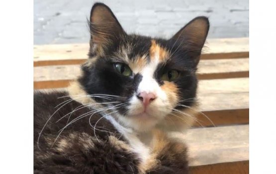 Magu matheegai ulhunu bulhaleh maraalumun gina bayaku rathah!