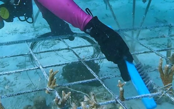 EIA nuhadhai Joali resort gai muraka indhumun joorimanaa koffi