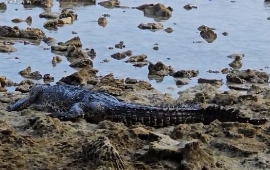 Dh. Atholhun kinbuleh fenigen sifain harakaaitheri vejje