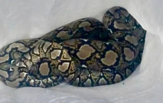 Male' ge gudhanehge thereyn harufa eh fenijje