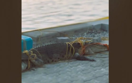 Farukolhun 10 foot ge kinbuleh hifaifi