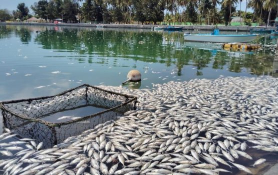 Vaikaradhoo falhu therey gina adhadhenge mushimas maruve kunivejje