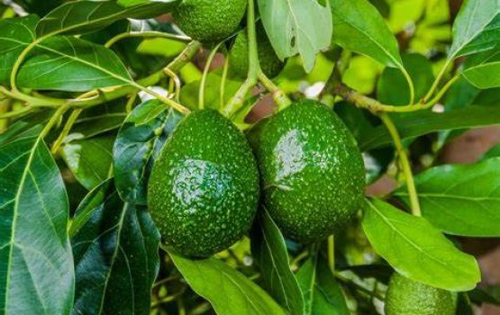 Avocado hehdhey minvaru dhahvanee!