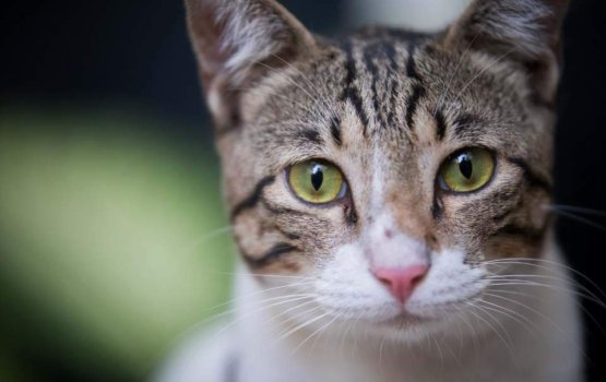 Janavaaruthakah aniyaa kurun: kihaa vareh ge kameh kan engeytha?